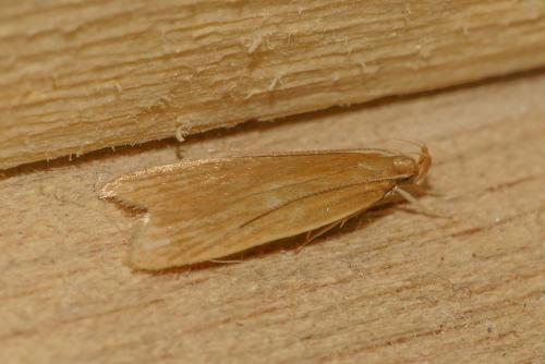 Réf. 283 834 : Helcystogramma rufescens